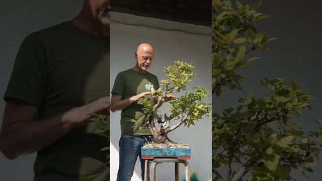 Бонсай из клёна татарского смотреть онлайн