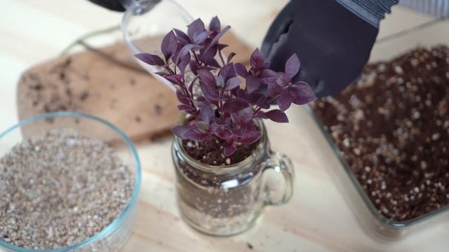 책상위의 작은 기쁨 : 공기정화 : 키우기쉬운 식물 : 유리병에 식물심기, 유리병 활용 ? Glass flowerpot, Recycling : In door gardening? смотреть онлайн