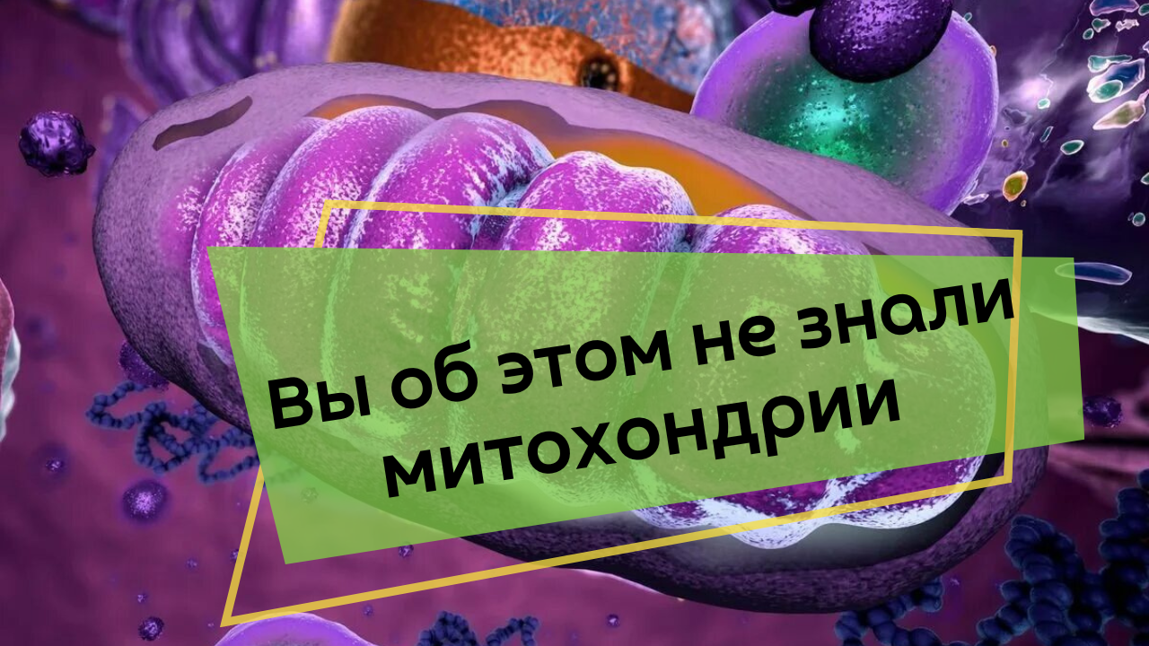 Митохондрии - Вы этого не Знали смотреть онлайн