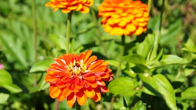 Test video SONY SLT-A37 18-55 смотреть онлайн