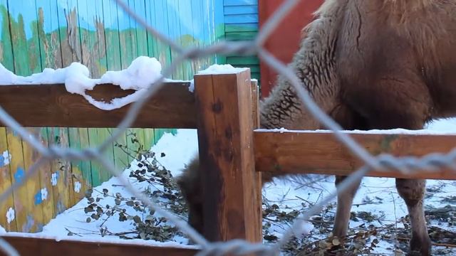 Верблюд контактного зоопарка! смотреть онлайн