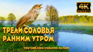 Трели Соловья Ранним Утром У Реки. Соловей Своим Пением Пробуждает Вибрации Души И Мы Отдыхаем
