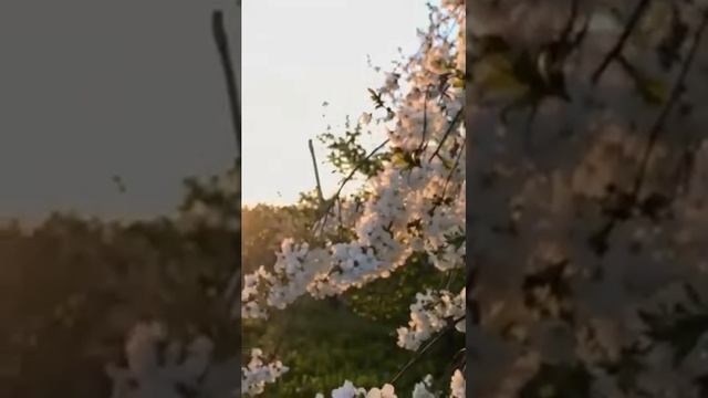 САЛАВАТ ПРОРОКУ С ПЕРЕВОДОМ! смотреть онлайн