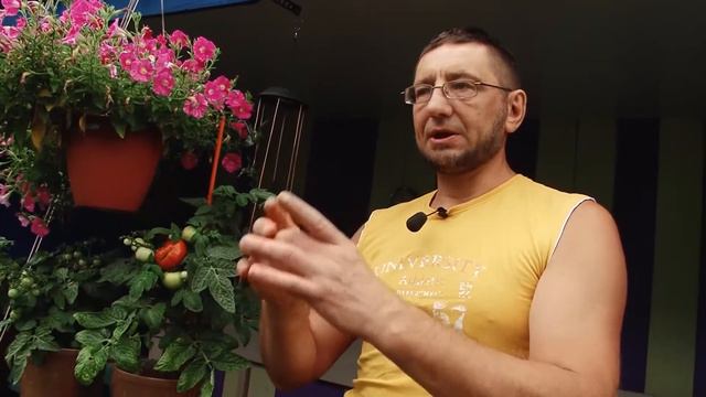 Когда снимать томаты смотреть онлайн