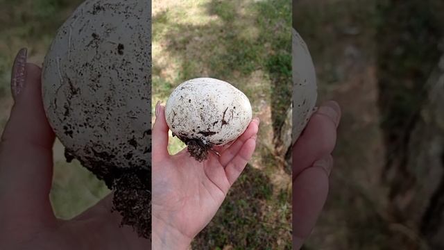 Гриб Дождевик Головач - вкусный, полезный. Обладает ярким противоопухолевым эффектом, заживляет ран смотреть онлайн
