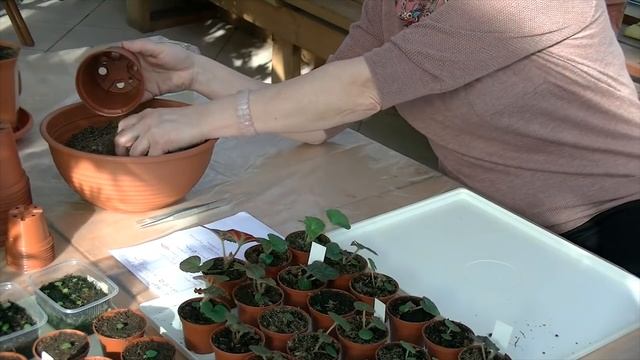 Тайны выращивания ампельной бегонии.