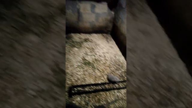 Новый рацион питания для нутрий ? смотреть онлайн