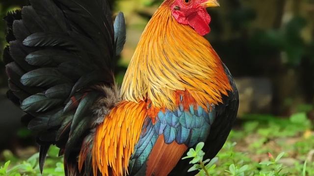 ЗАШКВАРНО ЛИ БЫТЬ ПЕТУХОМ? - откуда взялись петухи? смотреть онлайн