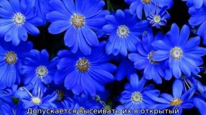 Голубая ромашка