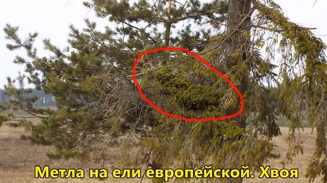 Ведьмины метлы