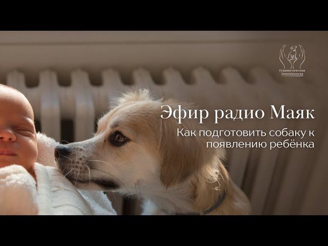 Как подготовить собаку к ребенку? Эфир радио 