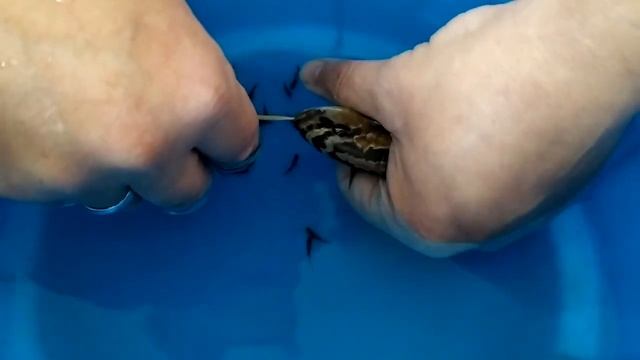 Ауратус размножение это легко смотреть онлайн