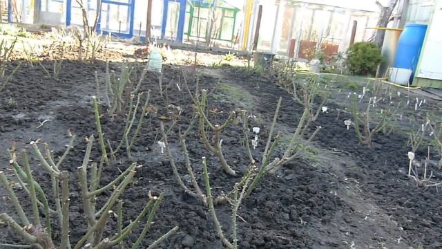 Подготовка роз и других растений к первой подкормке). смотреть онлайн