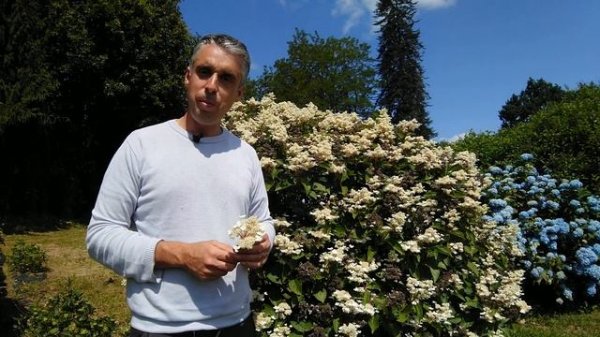 Hydrangea paniculata 'Daruma'