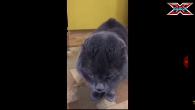 МАТЕРЯЩИЕСЯ КОТЫ!!!КОТЫ МАТЕРЯТСЯ!!!СМЕШНЫЕ КОТЫ!!! смотреть онлайн