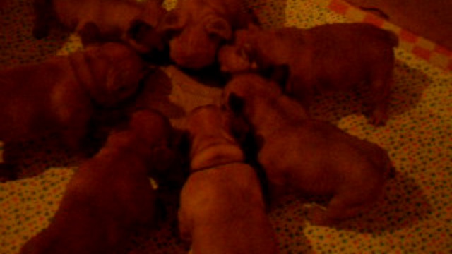 ЩЕНКИ ФР.БУЛЬДОГА  обед