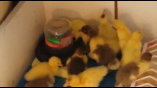 СУТОЧНЫЕ УТЯТА КОРМЛЕНИЕ И ПРОПОЙКА