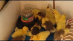 СУТОЧНЫЕ УТЯТА КОРМЛЕНИЕ И ПРОПОЙКА