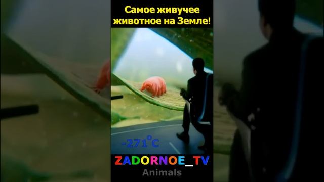 Самое живучее животное на Земле! смотреть онлайн