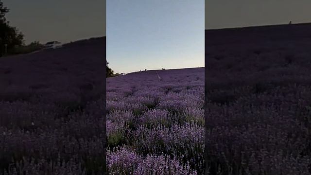 Крым.Холмовка. Лавандовая ферма.Прованс по-крымски смотреть онлайн