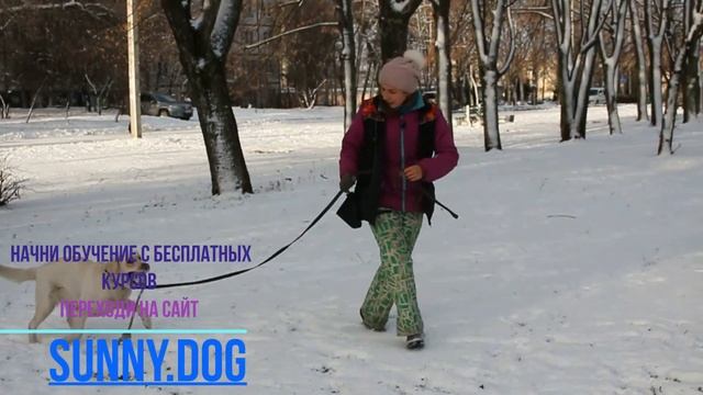 лабрадор плюсы  и минусы породы. особенности обучения лабрадор ретриверов