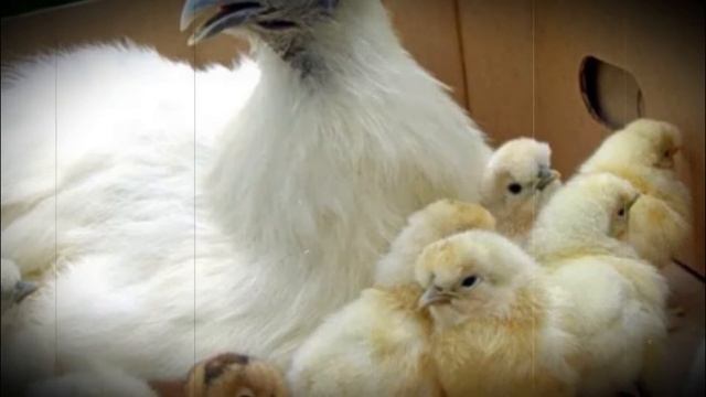 Китайская порода шелковой курицы особенности содержания, разведения, ухода смотреть онлайн