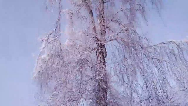 Природа. Зима. Мизюлинская роща. Зимний лес. Сибирь. Барнаул. Февраль 2020 года. Барнаул столица ми смотреть онлайн