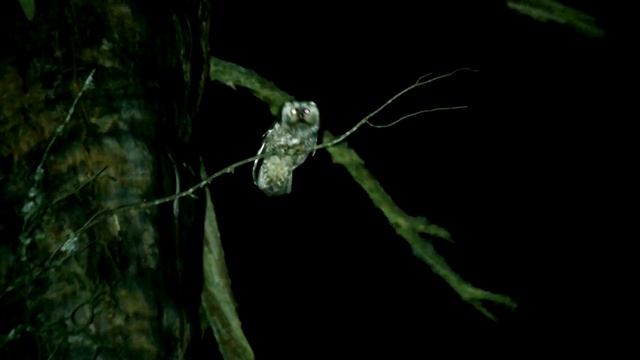 Мохноногий сыч 9 Санитарные правила смотреть онлайн