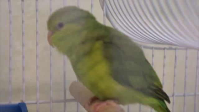 Воробьиный попугай поет и сбегает к волнистикам.The Sparrow parrot sings and runs off to the budgie смотреть онлайн