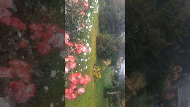 утро рояль бич👍👍👍👍 смотреть онлайн