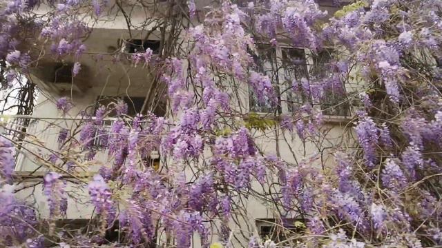 In Marmaris, wisteria blooms in April.В Мармарисе глициния цветёт в апреле. смотреть онлайн