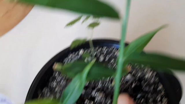 Имбирді үйде өсіріп, дәмін таттық... Үйдө имбирь өстүрүү Выращивание имбиря #имбирь #zanjabil смотреть онлайн