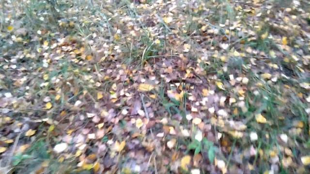 Белые грибы в октябре 2022г. тихая охота №2 смотреть онлайн