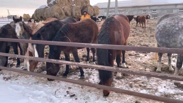 6 кобылок на обмен бычков. Вес на вес. Тюм обл. Ишим смотреть онлайн