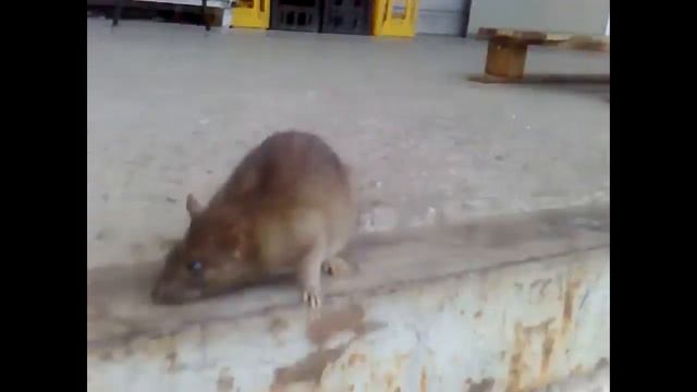 Крыса смотреть онлайн