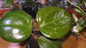 Хойя. Моя коллекция хой. Обзор. Хойи с названием для начинающих