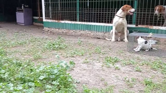 Щенок русской пегой гончей 1 месяц смотреть онлайн