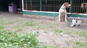 Щенок русской пегой гончей 1 месяц