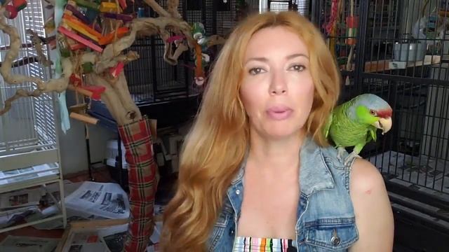 Walnut Killed My Parrot смотреть онлайн