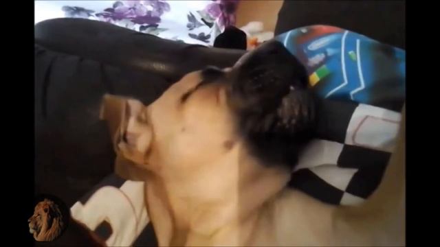 4 you - funniest Bullmastiff videos смотреть онлайн