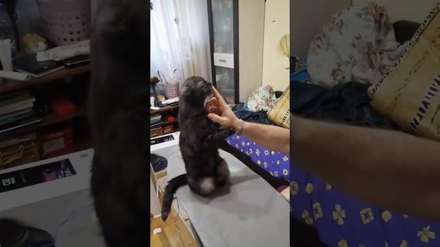 Как кошка любит валерьянку смотреть онлайн
