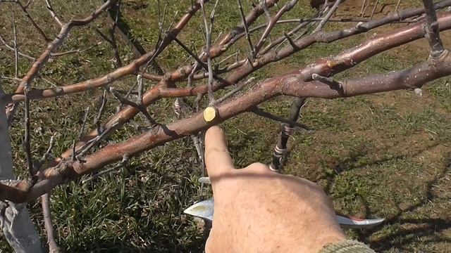 Обрезка 5-летней яблони для начинающих