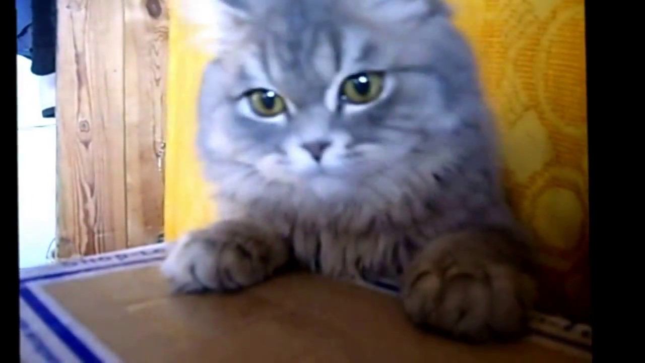 Кошка Пухля и пенопласт смотреть онлайн