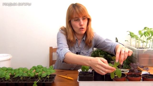 Базилик. Рассада. (ч.3) смотреть онлайн