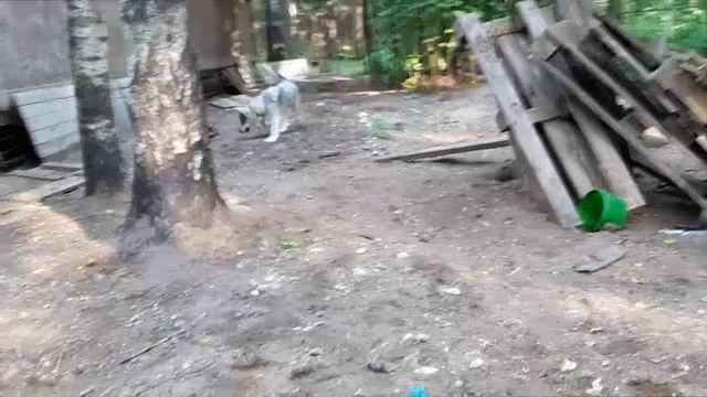 Гибрид волка. аппортировочная реакция. Линда смотреть онлайн