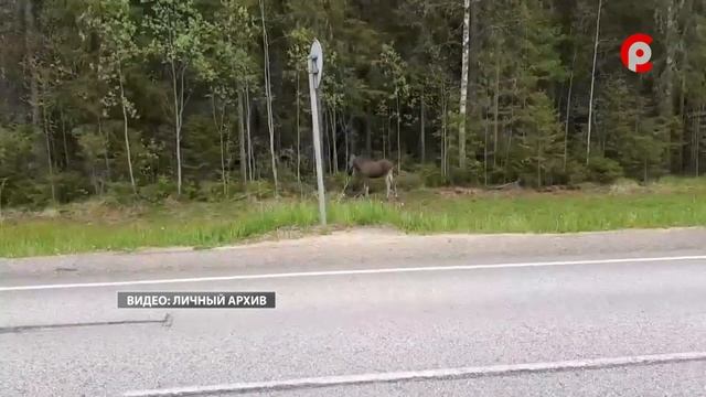 Осторожно, лоси! смотреть онлайн