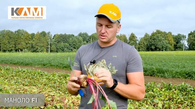 Свёкла столовая Маноло F1 смотреть онлайн