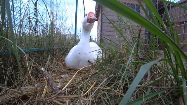После дождика. Гусыню не могу сдвинуть с места. Тася осваивает кухни народов. Дом на юге смотреть онлайн