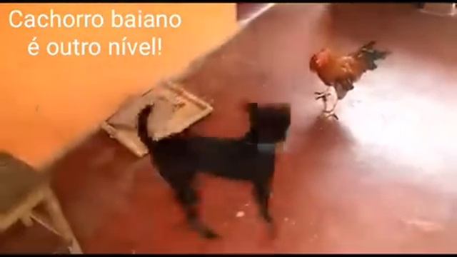 Capoeira mata um zum zum смотреть онлайн