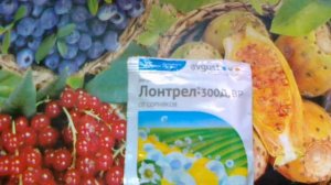 Гербицид Лонтрел. Для борьбы с сорняками на газонах.